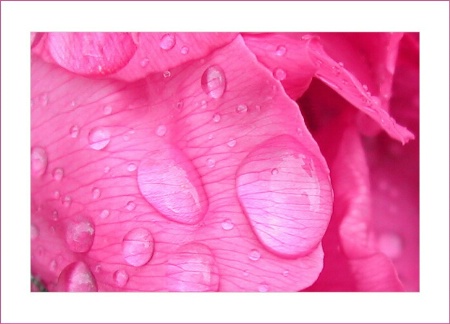 Pink raindrops