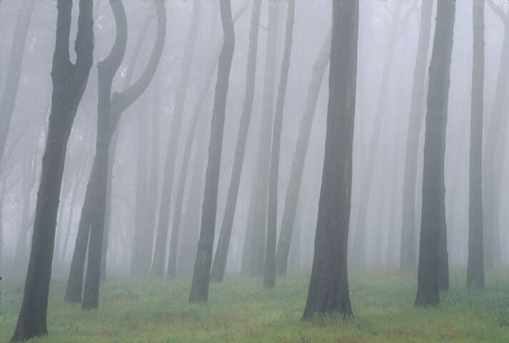Foggy Forest, Presidio, CA