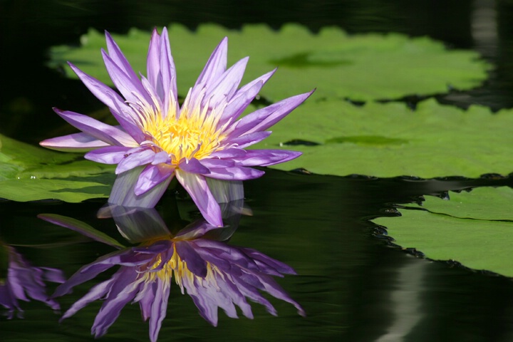 Purple Reflections - ID: 158346 © Rhonda Maurer