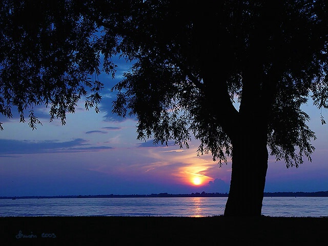 Willow and Sunset