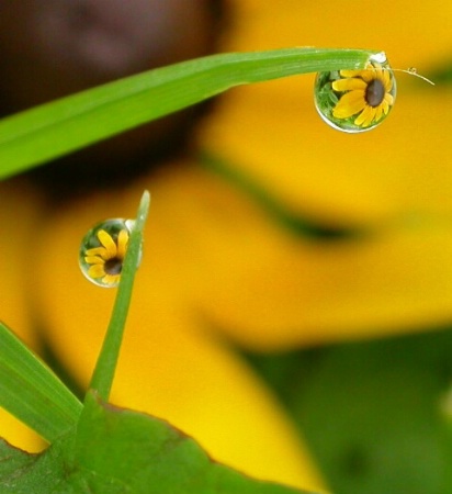 Sue in Dew