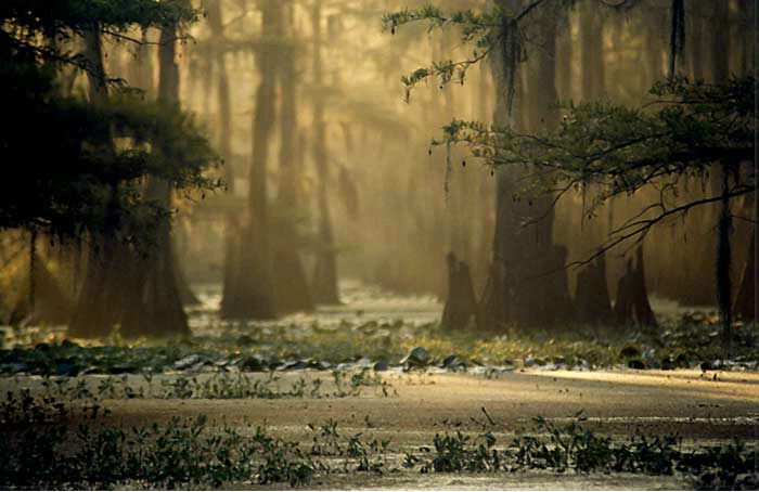 Misty Morning