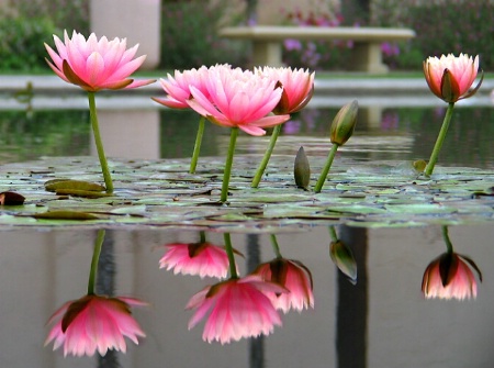 water lilies...