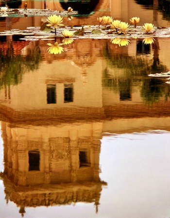 a lily pond...