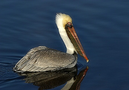 Pelican Reflections