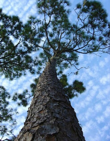 "Barb's Beanstalk"