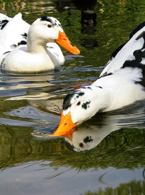 ducks