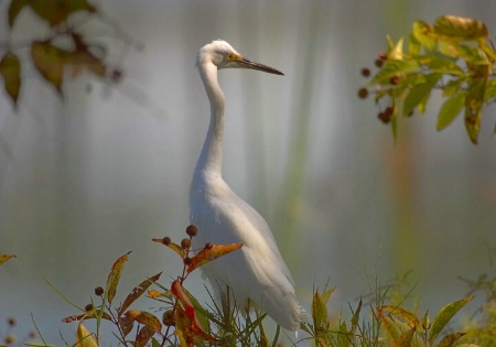 Heron in the Mist