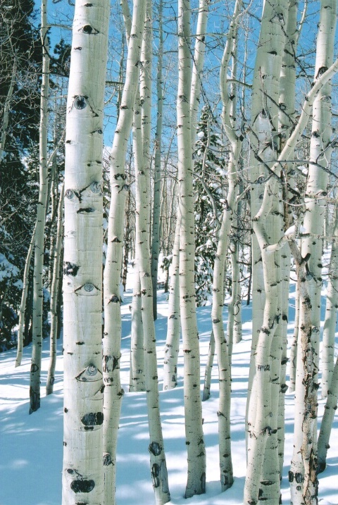 Aspens