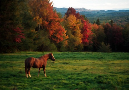 Autumn Pasture