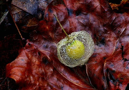 Pod and Leaf