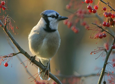 Bluejay