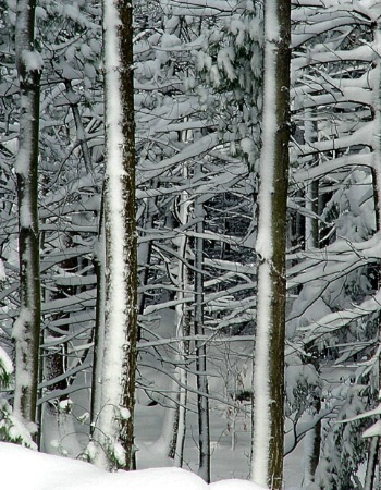 First Snow