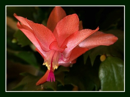 Christmas Cactus II