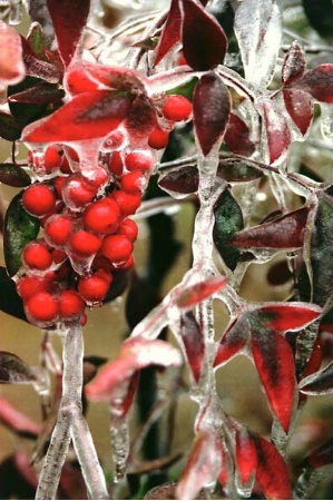 Ice Berries