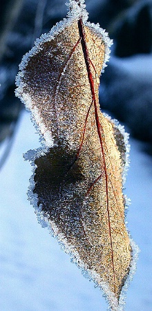 Last Leaf