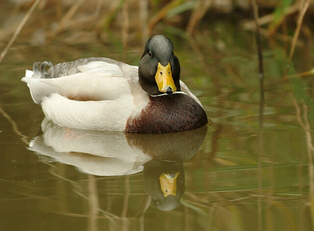 Male Duck