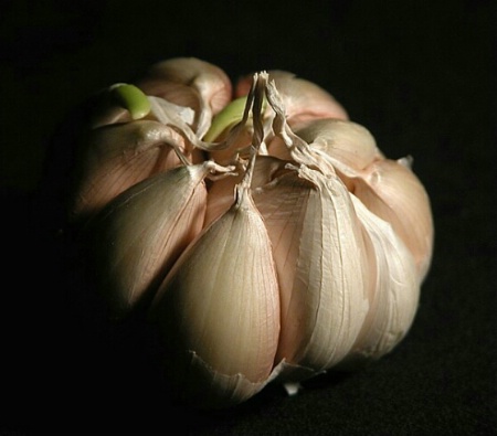 Garlic