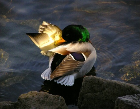 Preening Mallard