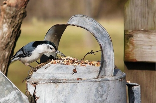 Snacking  Bird