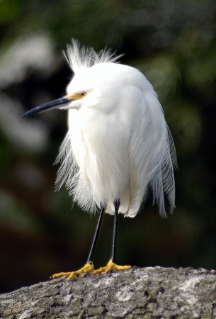 Bad Hair Day