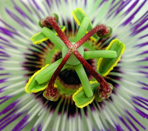 Passionflower