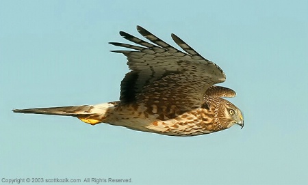 Northern Harrier 