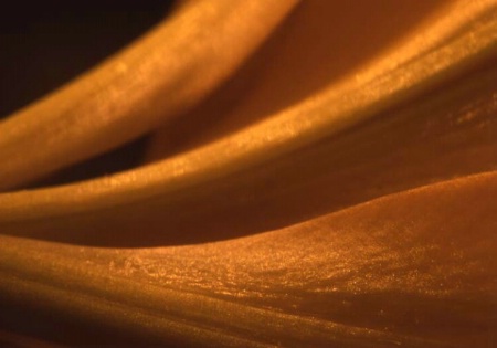 Close Up Of Petals