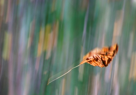 Leaf in Mid-Flight