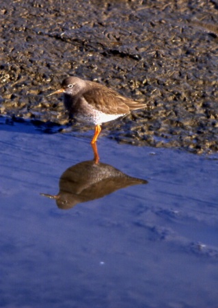 Redshank on Mudflats