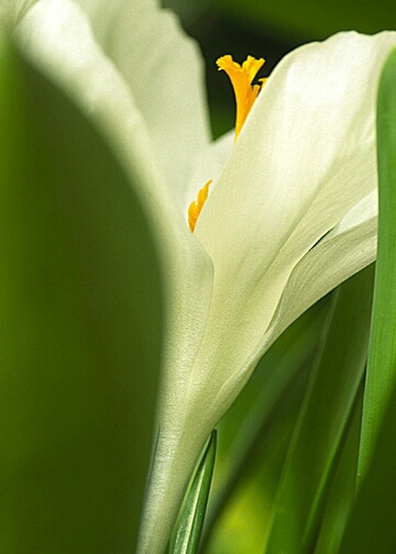 White Crocus