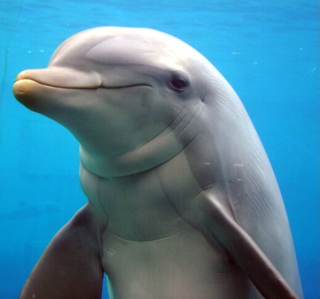 Dolphin Smile