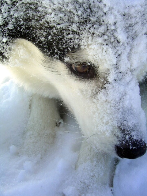 Husky Weather II