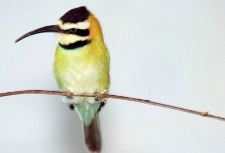 White Throated Bee Eater