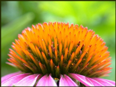 Cone Flower 1