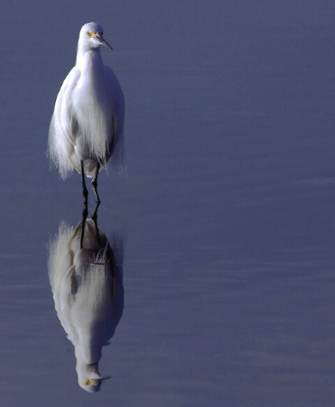 Egret Reflections