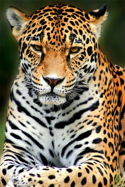 Jaguar