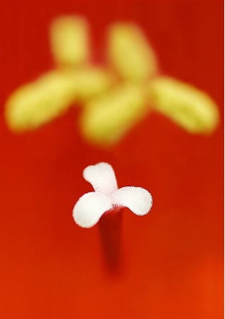 Amaryllis (Macro)