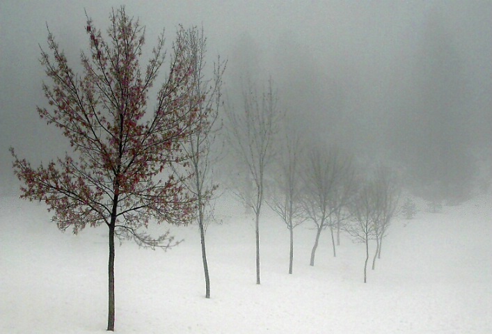 A Stroll in the Park