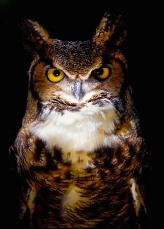 Great Horned Owl