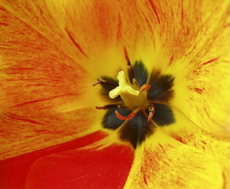 Tulip