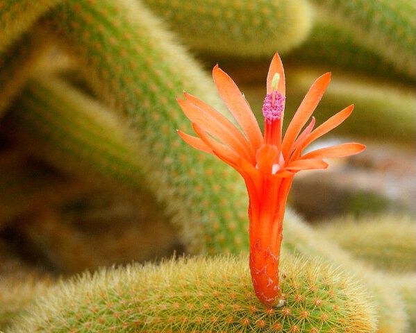 Flower in the Desert