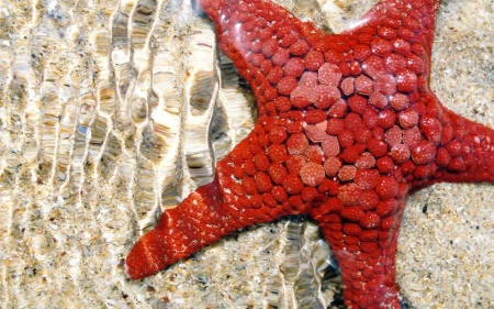 SEA STAR