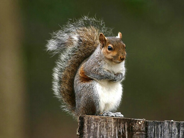 Gray Squirrel