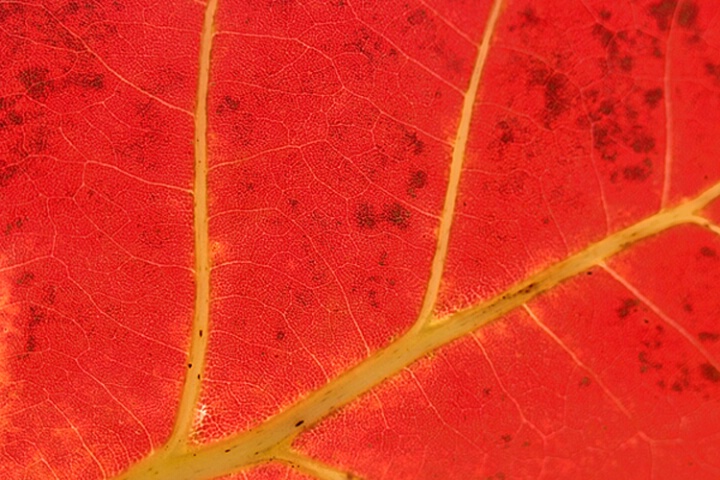 Backlit Sea Grape