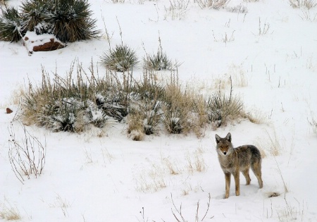 Snowy Coyote