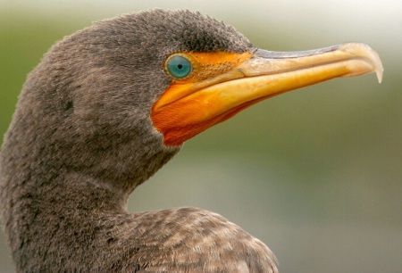 Cormorant