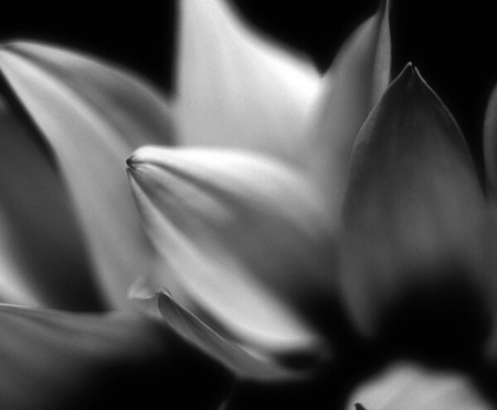 Petals of a Sunflower