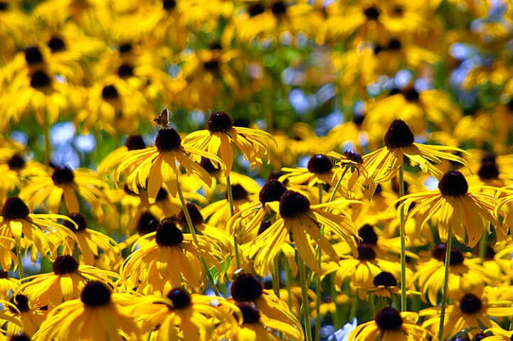 Black-Eyed Susans