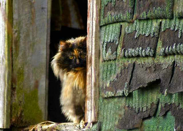 Fancy Barn Kitty